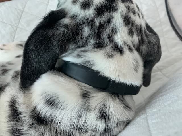 <p><strong>What Dog Parents Are Saying</strong></p>