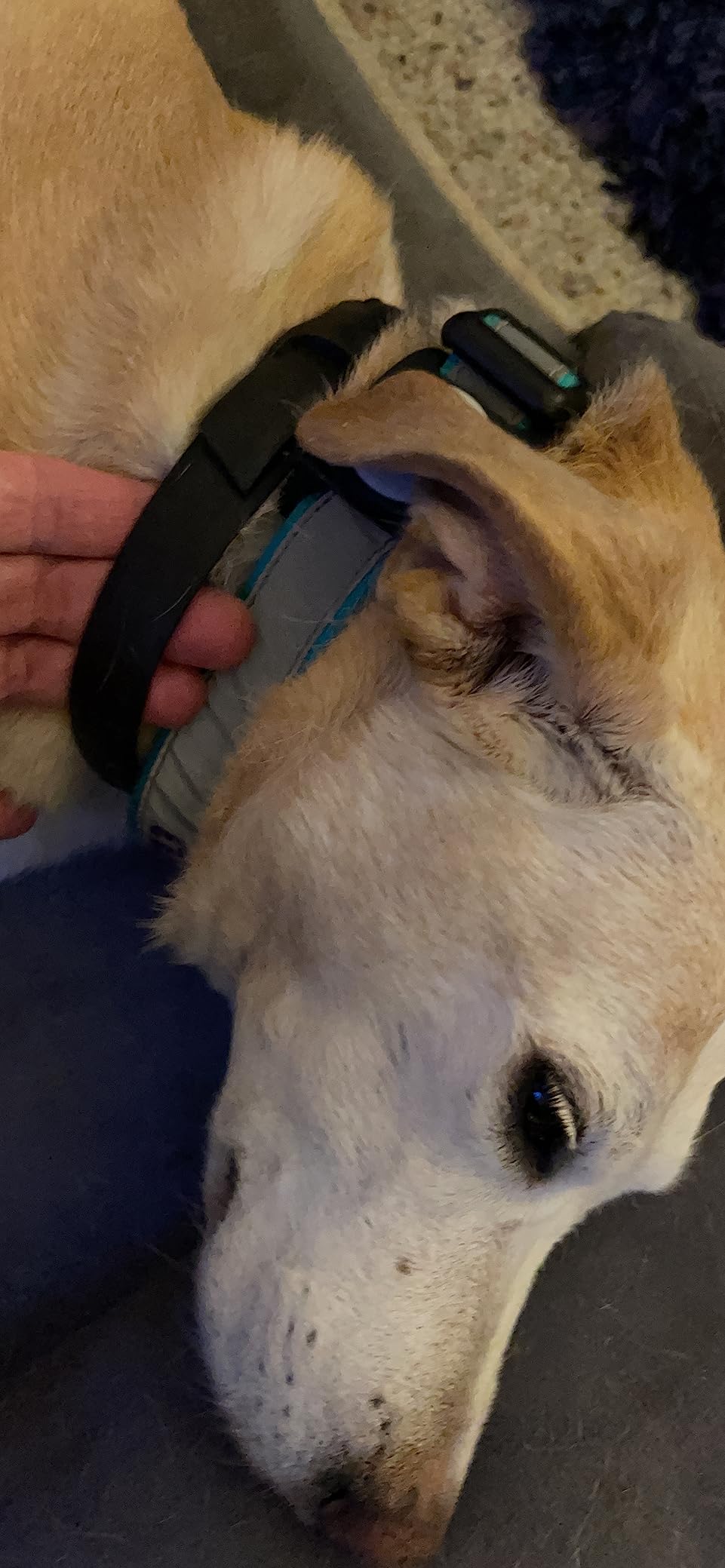 <p><strong>What Dog Parents Are Saying</strong></p>