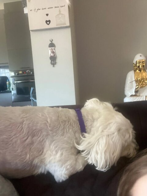 <p><strong>What Dog Parents Are Saying</strong></p>